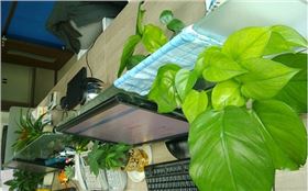 電路板廠家綠化